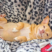 Babygirl joined the competition — help win amazing prizes! animal, blanket, comfort, companion, cozy, cute, dog, fur, indoor, leopard_print, lying_down, paw, pet, relaxed, resting, sleepy, smirk, snout, soft_texture, tan_dog