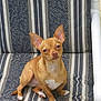 Babygirl joined the competition — help win amazing prizes! animal, canine, chair, chihuahua, companion, cushion, cute, dog, domestic_animal, ears_up, furniture, indoor, looking_at_camera, patterned_fabric, pet, relaxed, sitting, small_dog, tan_dog, white_markings