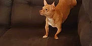 Babygirl joined the competition — help win amazing prizes! alert, animal, brown_couch, cabinet, canine, ceiling_fan, chihuahua, cozy, cute, dog, furniture, home, indoor, living_room, mirror, pet, relaxed, small_dog, stretching, wood_paneling