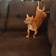 Babygirl joined the competition — help win amazing prizes! alert, animal, brown_couch, cabinet, canine, ceiling_fan, chihuahua, cozy, cute, dog, furniture, home, indoor, living_room, mirror, pet, relaxed, small_dog, stretching, wood_paneling