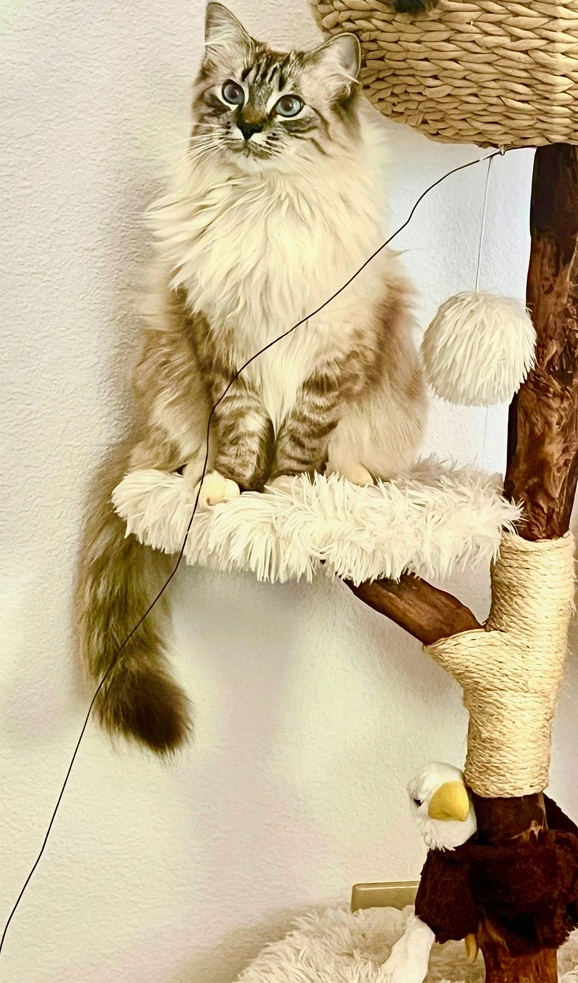 Ophelia is registered to the contest to win money with this photo: cat, cat_tree, cozy, curious, cute, domestic_animal, feline, fluffy_cat, furry, house_pet, indoor, long_tail, perch, pet, playful, rope, sitting, toy, white_wall, wood