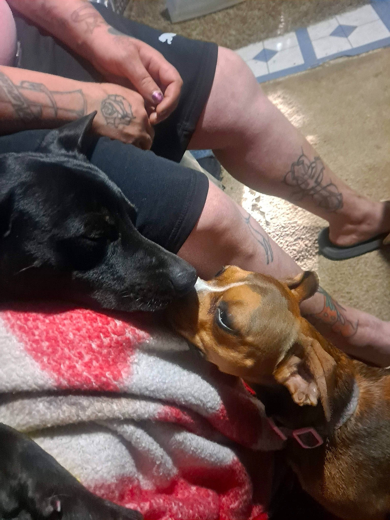 Monkey joined the competition — help win amazing prizes! canidae, carnivore, collar, companion_dog, dog, dog_breed, dog_collar, fawn, guard_dog, human_leg, leash, pet_supply, snout, sporting_group, working_animal, working_dog, wrist