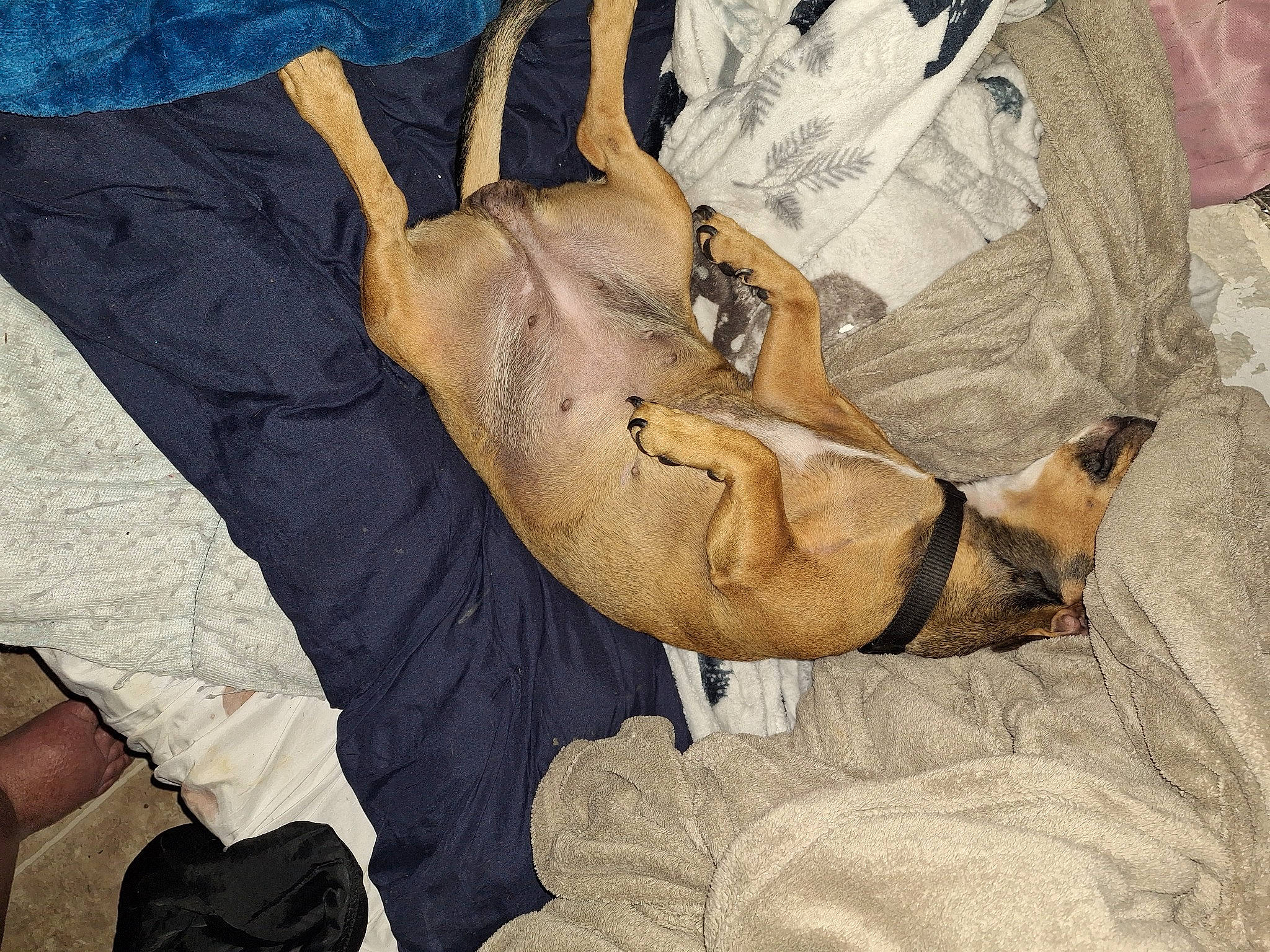 Kiip is registered to the contest to win money with this photo: abdomen, art, carnivore, comfort, dog, dog_breed, dress, fawn, foot, fur, gesture, human_leg, jaw, linens, painting, sporting_group, textile, tree, visual_arts, wood