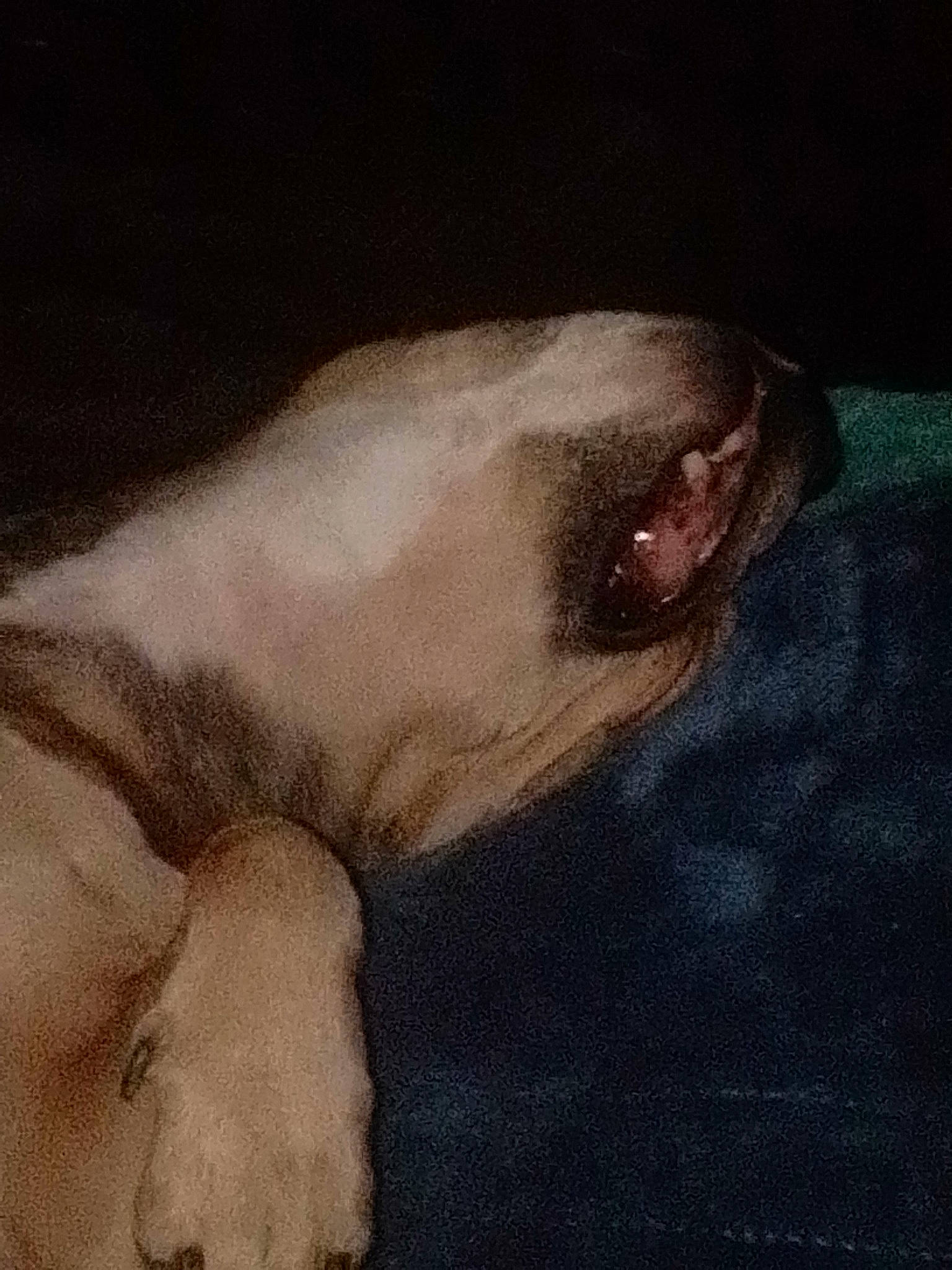 Kiip is registered to the contest to win money with this photo: art, artwork, canidae, carnivore, comfort, dog, dog_breed, drawing, fawn, fur, illustration, linens, liver, painting, snout, sporting_group, tail, terrestrial_animal, visual_arts, whiskers