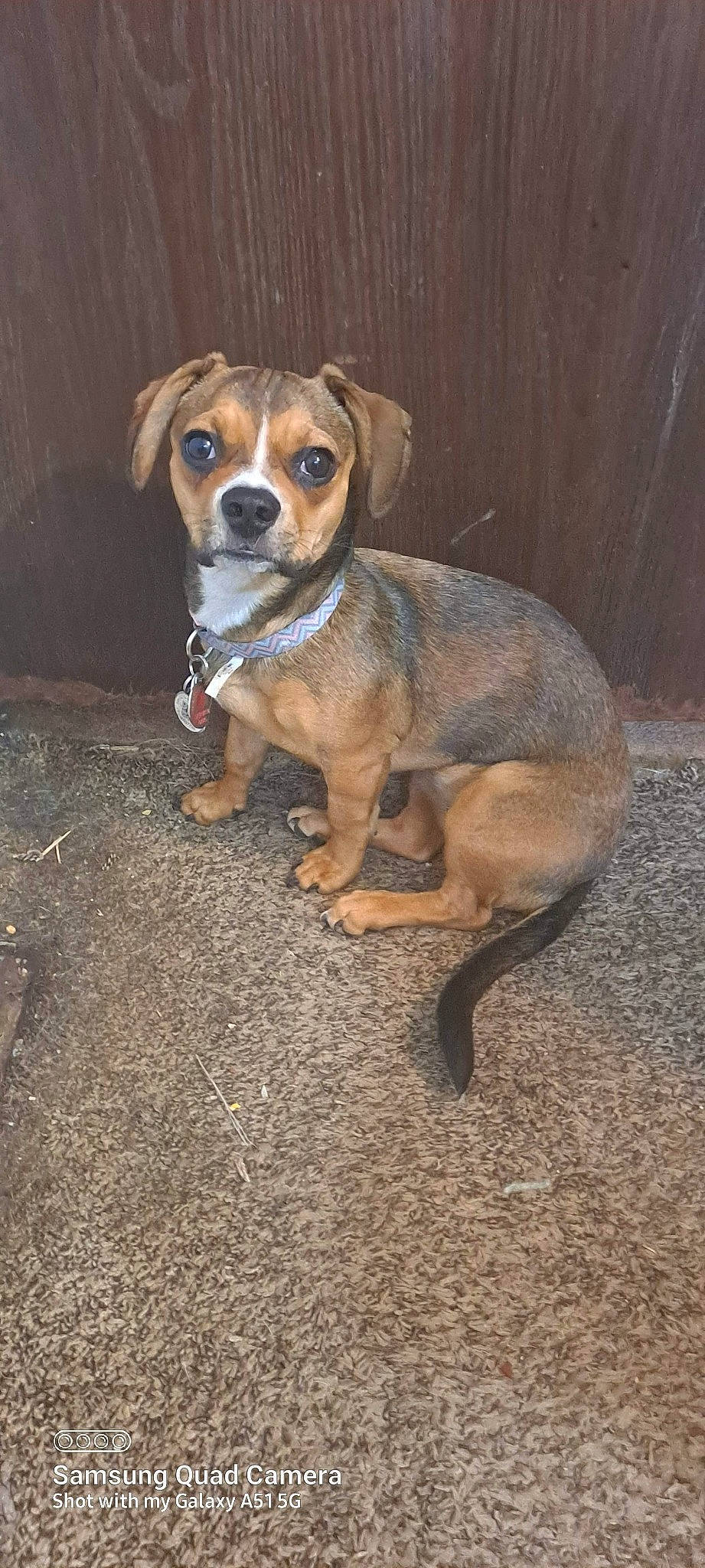 Kiip joined the competition — help win amazing prizes! ancient_dog_breeds, canidae, carnivore, companion_dog, dog, dog_breed, fawn, molosser, non_sporting_group, plant, puppy, snout, sporting_group, tail, whiskers, wood, working_dog