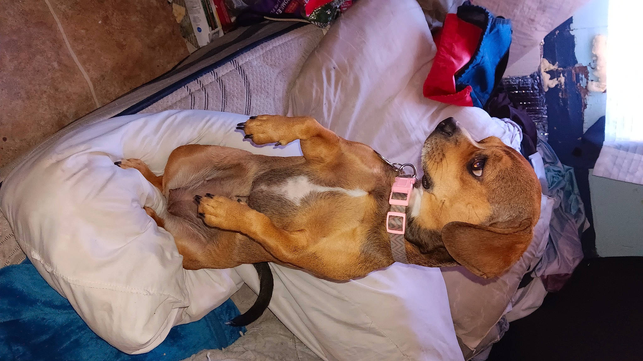 Kiip is registered to the contest to win money with this photo: beagle, canidae, carnivore, comfort, companion_dog, dog, dog_breed, dog_supply, fawn, fur, hound, hunting_dog, nap, scent_hound, sporting_group, working_animal