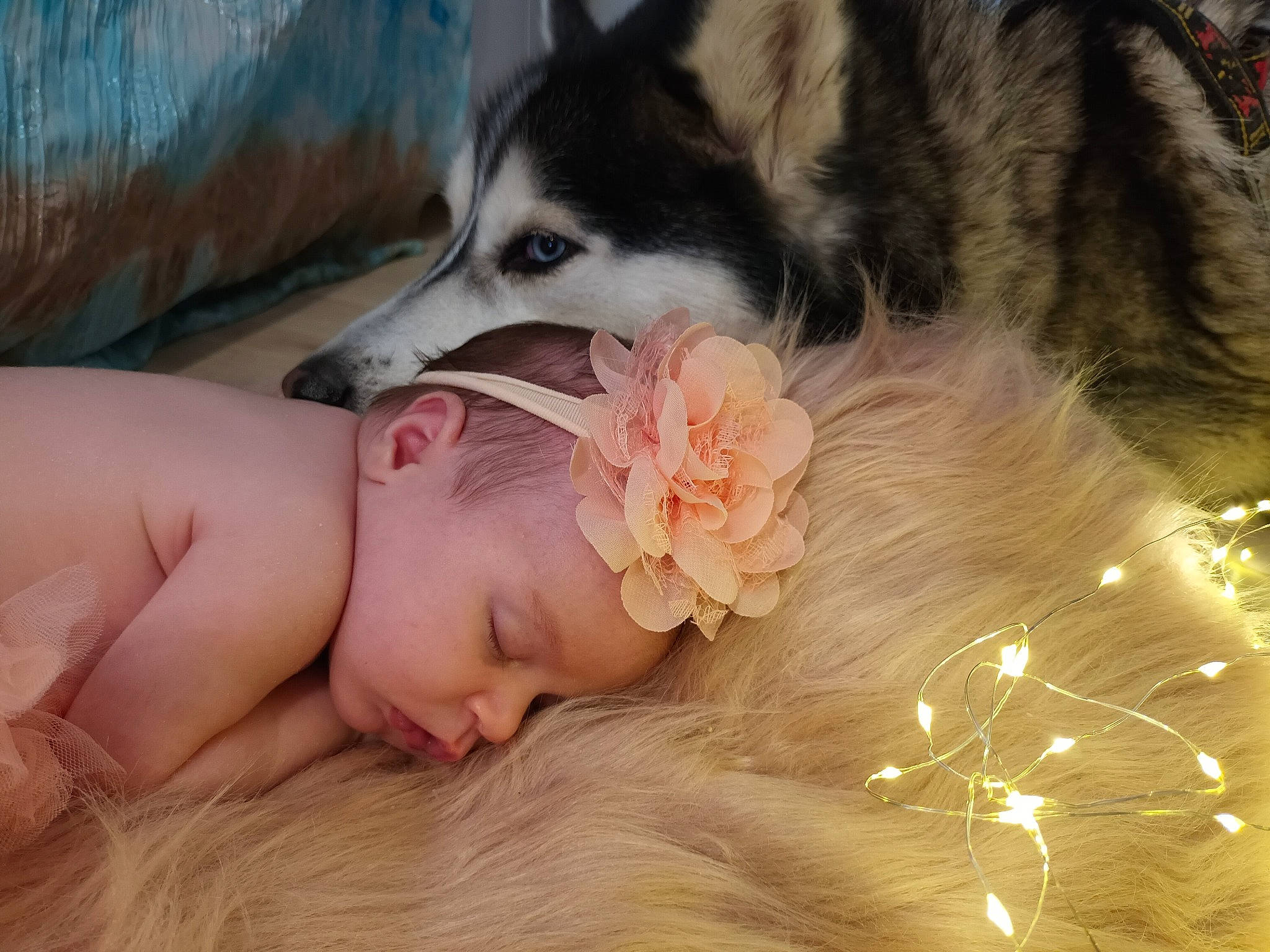 Maylis a rejoint le concours — aidez-le/la à gagner de superbes lots ! carnivore, dog_breed, eyelash, fashion_accessory, felidae, flower, fur, happy, headpiece, linens, nail, peach, person, petal, plant, siberian_husky, sled_dog, tail, toy, whiskers
