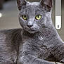 alert, animal, cat, close_up, cute, domestic_cat, ears, feline, focused, fur, gray_cat, indoor, laying_down, mammal, pet, portrait, relaxed, soft_light, whiskers, yellow_eyes