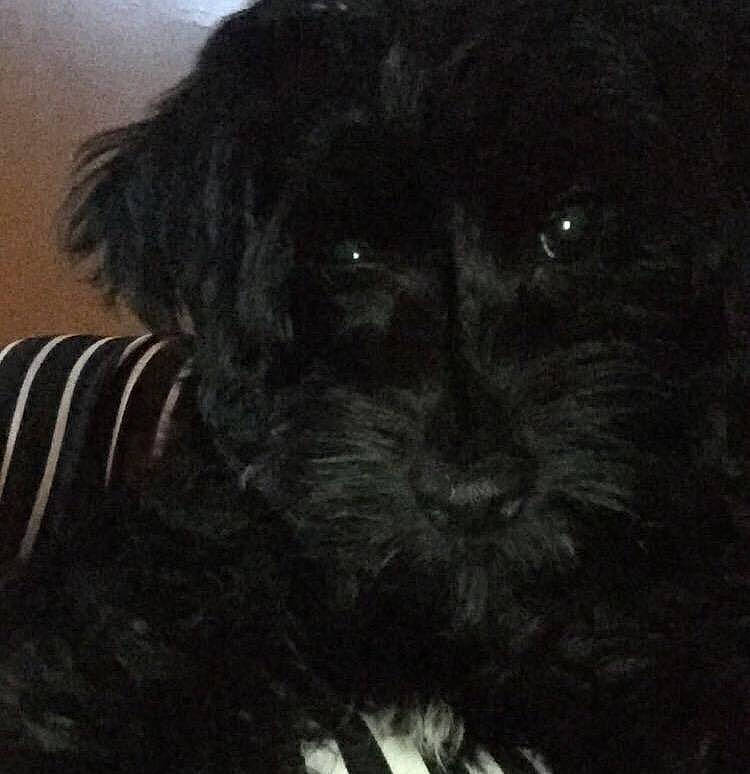 Eclipse joined the competition — help win amazing prizes! affenpinscher, black, bolonka, canidae, carnivore, cavapoo, companion_dog, dog, dog_breed, mammal, miniature_schnauzer, morkie, puppy, schnauzer, schnoodle, shih_poo, sporting_group, terrier, toy_dog, yorkipoo