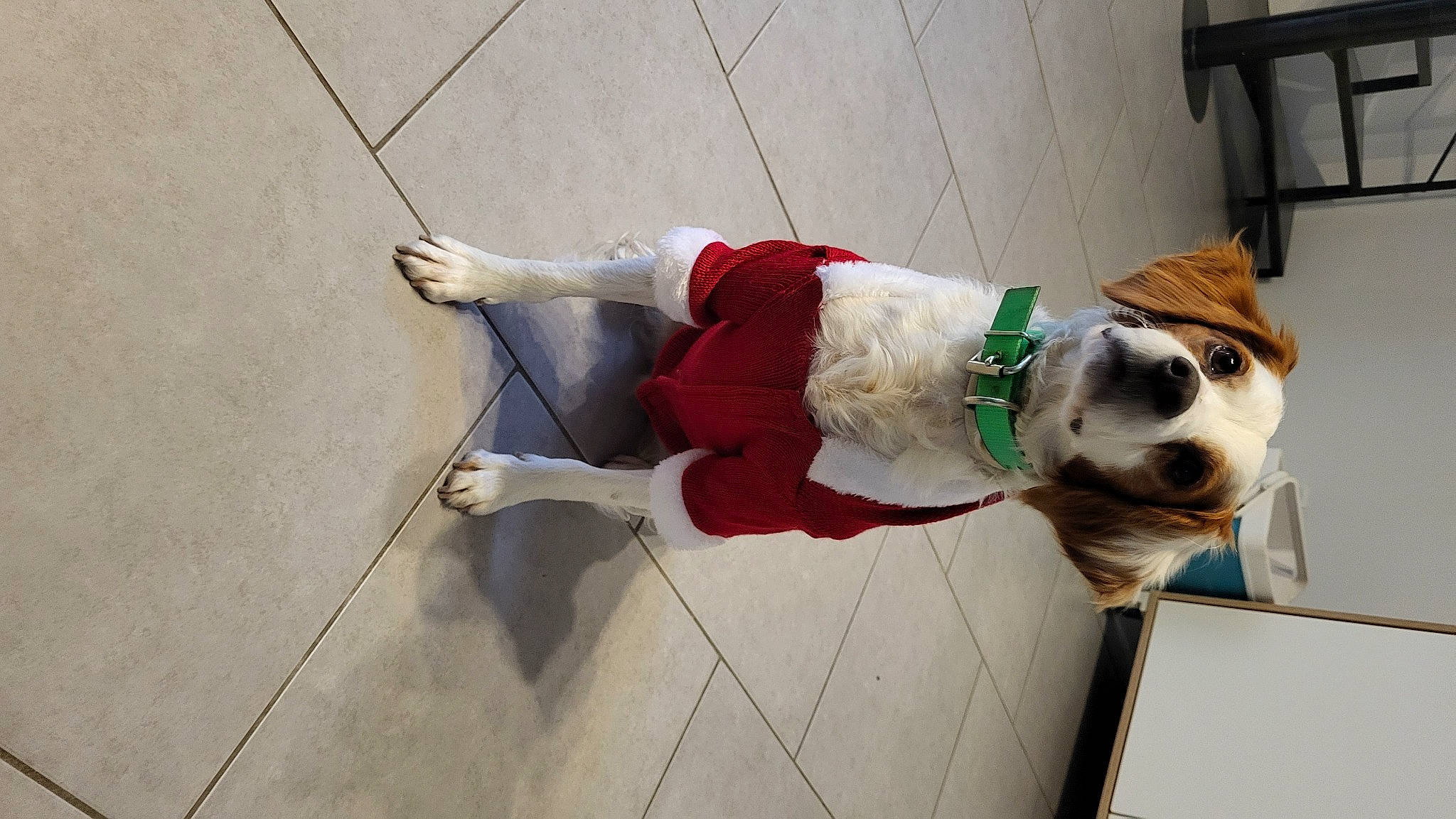 Jet a rejoint le concours — aidez-le/la à gagner de superbes lots ! canidae, carnivore, collar, companion_dog, concrete, costume, dog, dog_breed, dog_collar, dog_supply, fawn, flooring, human_leg, leash, non_sporting_group, personal_protective_equipment, pet_supply, sporting_group, wood, working_animal