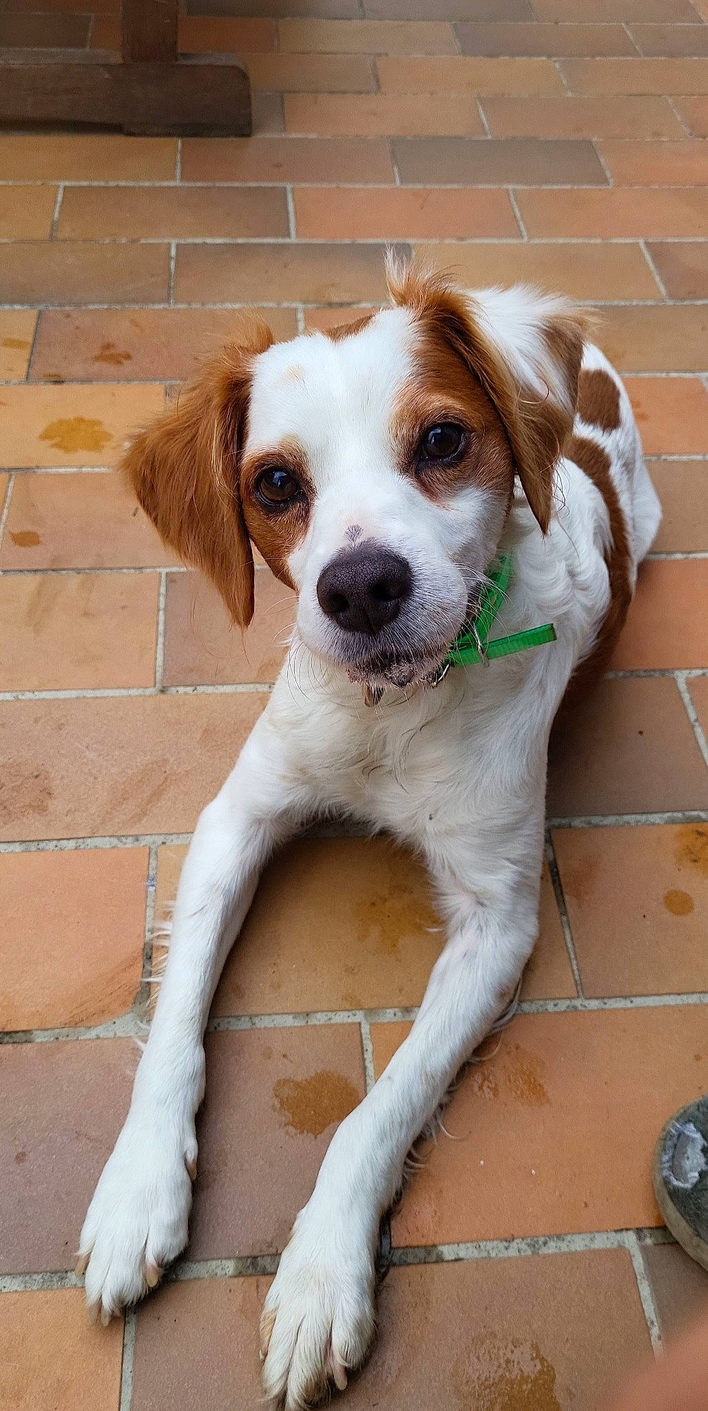 Jet participe au concours pour gagner de l'argent avec cette photo : brick, brickwork, canidae, carnivore, collar, companion_dog, dog, dog_breed, dog_supply, fawn, fur, gun_dog, leash, liver, snout, sporting_group, street_dog, terrestrial_animal, whiskers, working_animal