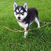 Vespa a rejoint le concours — aidez-le/la à gagner de superbes lots ! animal, backyard, canine, chihuahua, dog, eskimodog, field, grass, grassland, green, husky, lawn, nature, outdoors, pet, plant, puppy, rock, whitedog, yard