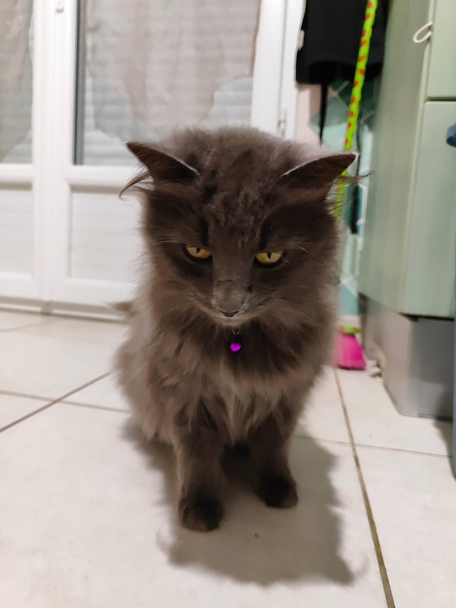 Cooki participe au concours pour gagner de l'argent avec cette photo : black_cat, british_longhair, carnivore, cat, claw, domestic_short_haired_cat, door, felidae, floor, flooring, fur, grey, hardwood, paw, sitting, small_to_medium_sized_cats, tail, terrestrial_animal, tile_flooring, whiskers