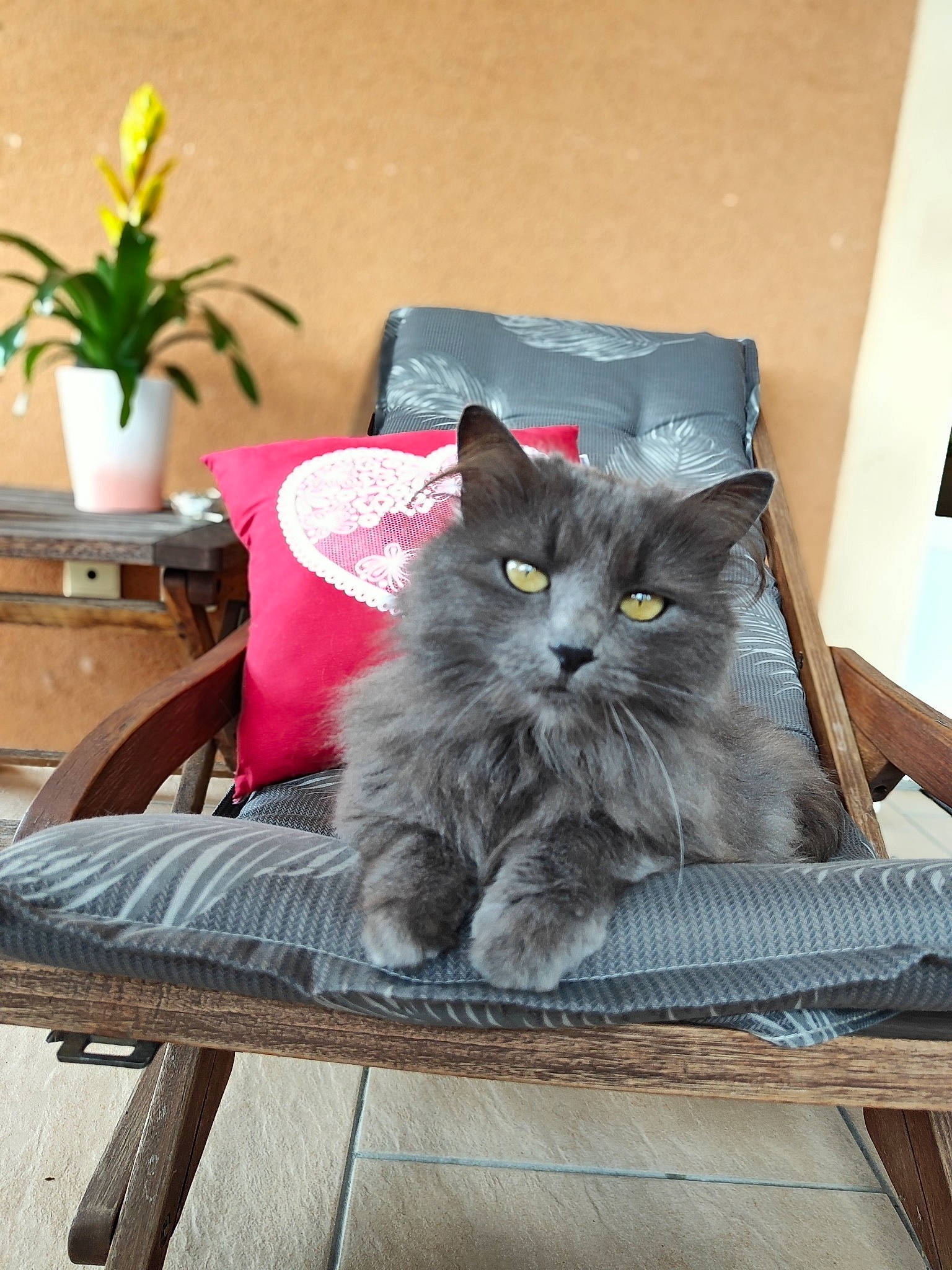 Roucky a rejoint le concours — aidez-le/la à gagner de superbes lots ! black_cat, carnivore, cat, comfort, domestic_short_haired_cat, felidae, flower, flowerpot, fur, grey, houseplant, outdoor_bench, outdoor_furniture, plant, sitting, small_to_medium_sized_cats, table, tail, whiskers, wood