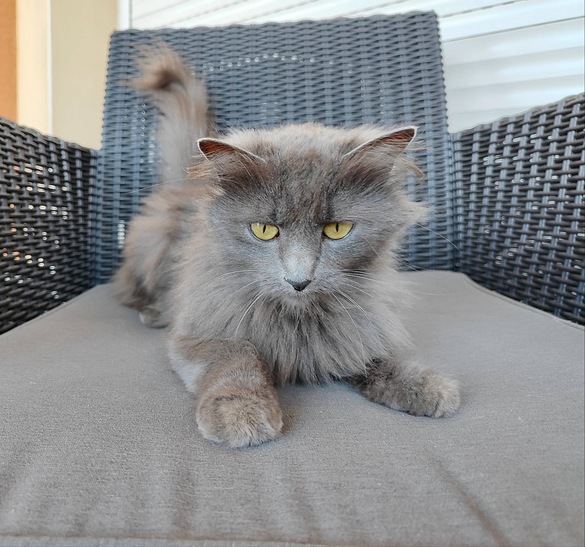 Roucky participe au concours pour gagner de l'argent avec cette photo : animal_shelter, carnivore, cat, cat_supply, claw, comfort, domestic_short_haired_cat, felidae, fur, grey, mesh, paw, small_to_medium_sized_cats, snout, tail, whiskers, window