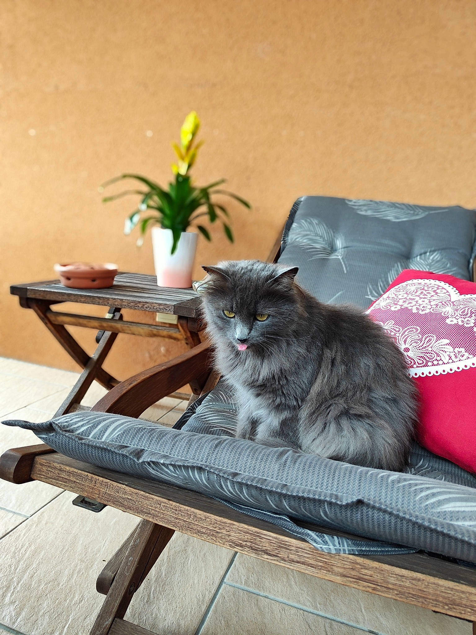 Roucky a rejoint le concours — aidez-le/la à gagner de superbes lots ! british_longhair, carnivore, cat, comfort, felidae, flowerpot, fur, furniture, grey, hardwood, houseplant, living_room, outdoor_furniture, plant, room, small_to_medium_sized_cats, table, tail, whiskers, wood