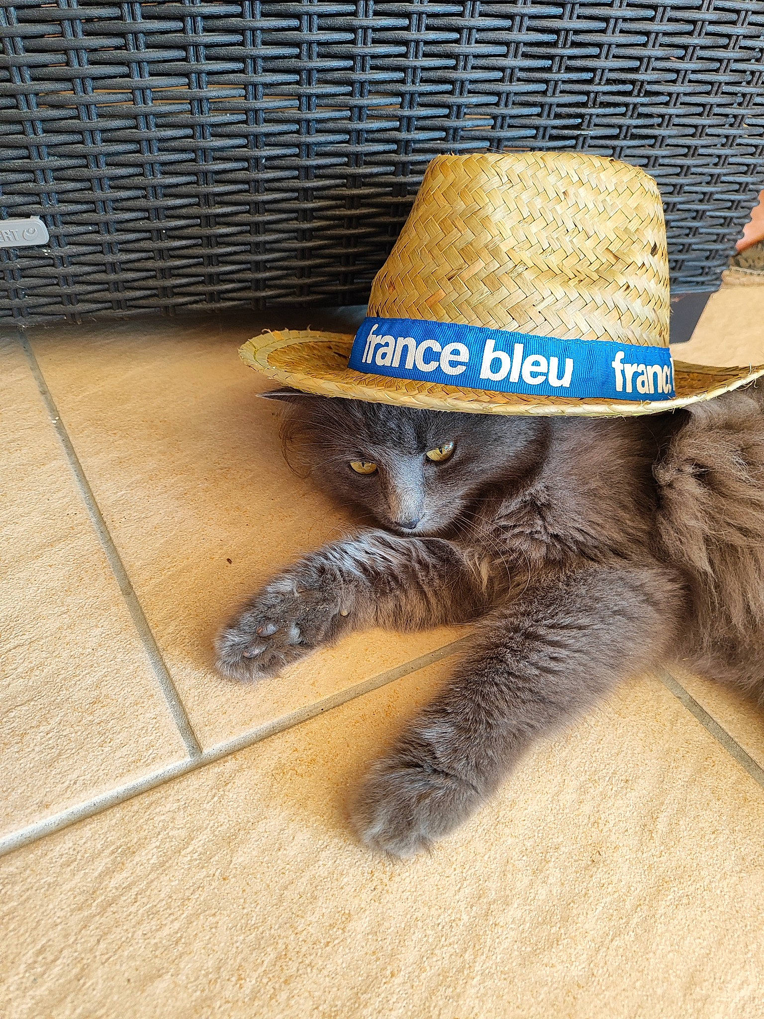 Roucky a rejoint le concours — aidez-le/la à gagner de superbes lots ! cap, carnivore, cat, costume_hat, cowboy_hat, fawn, fedora, felidae, flooring, fur, hat, headgear, small_to_medium_sized_cats, snout, sombrero, sun_hat, tail, terrestrial_animal, whiskers, wood