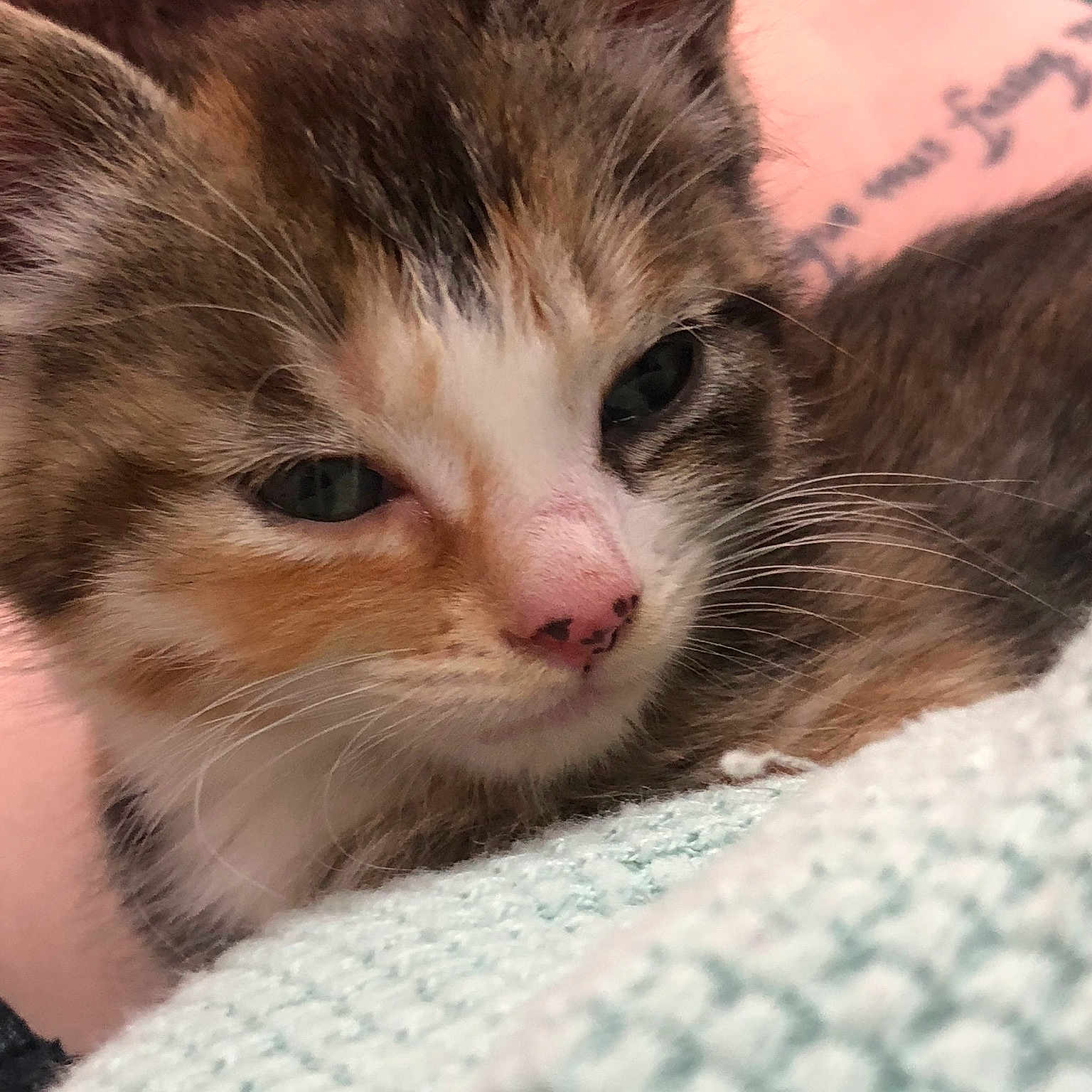 Zia is registered to the contest to win money with this photo: aegean_cat, american_shorthair, american_wirehair, asian, carnivore, cat, domestic_short_haired_cat, dragon_li, european_shorthair, eye, felidae, fur, kitten, mammal, munchkin, nose, small_to_medium_sized_cats, snout, tabby_cat, whiskers