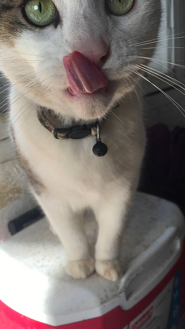 Carlos joined the competition — help win amazing prizes! aegean_cat, asian, carnivore, cat, close_up, domestic_short_haired_cat, eye, fawn, felidae, fur, mouth, nose, ojos_azules, paw, polydactyl_cat, small_to_medium_sized_cats, snout, whiskers