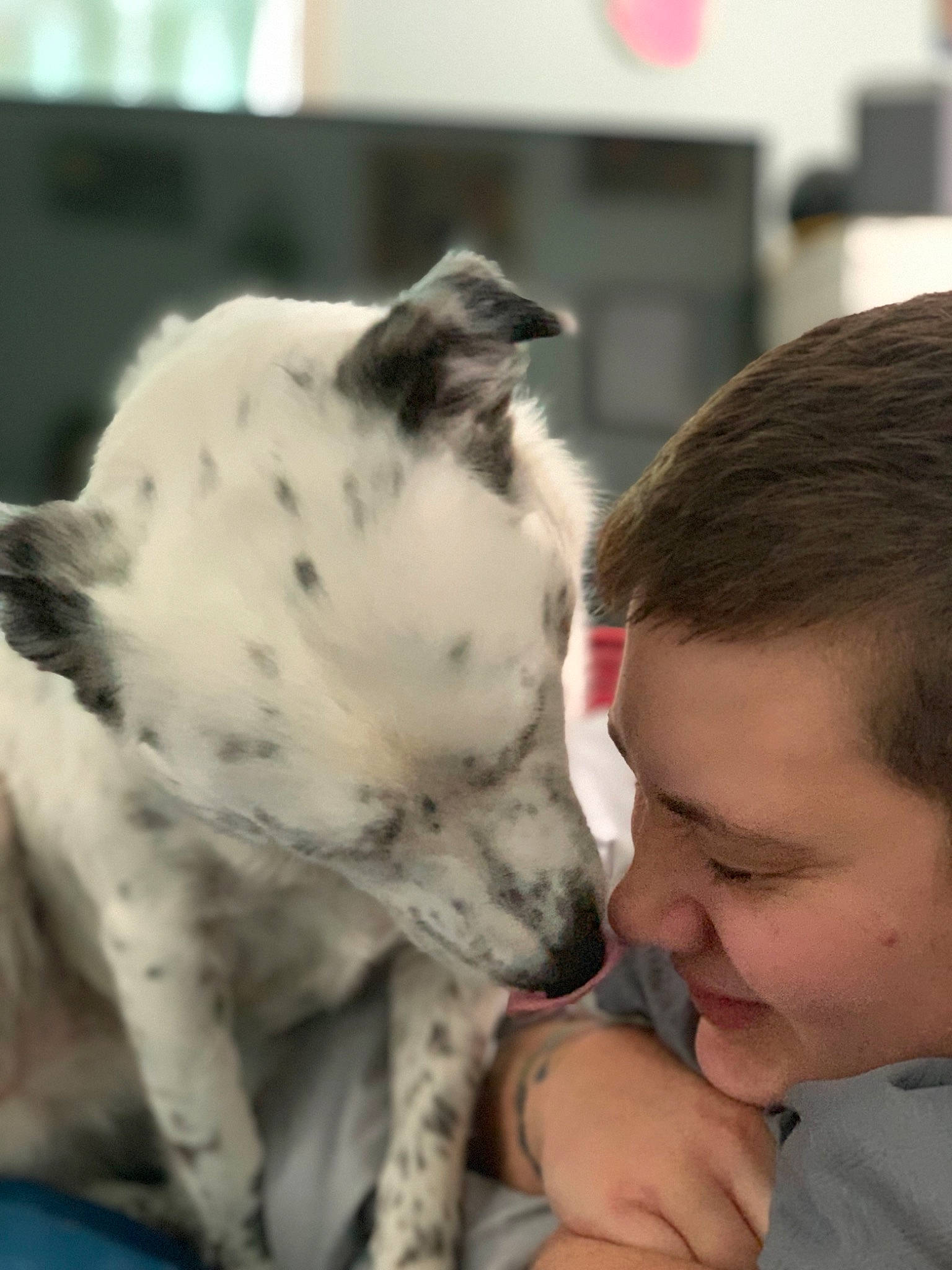 Jack is registered to the contest to win money with this photo: canidae, carnivore, dalmatian, dog, dog_breed, great_dane, mammal, non_sporting_group, person, puppy_love, snout, sporting_group