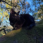 Ruby joined the competition — help win amazing prizes! animal, black_cat, bokeh, branch, cat, closeup, curious, daylight, forest, leaves, moss, nature, outdoor, pet, sky, sunlight, tree, whiskers, wildlife, yellow_eyes