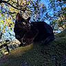 animal, black_cat, bokeh, branch, cat, closeup, curious, daylight, forest, leaves, moss, nature, outdoor, pet, sky, sunlight, tree, whiskers, wildlife, yellow_eyes