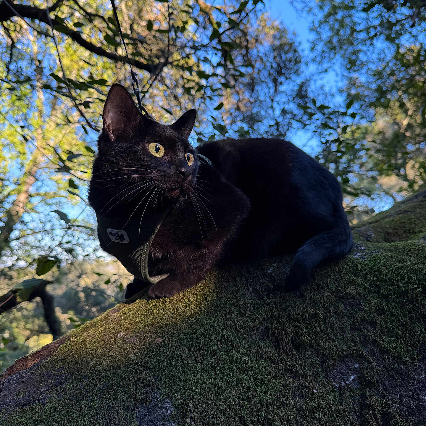 Ruby joined the competition — help win amazing prizes! animal, black_cat, bokeh, branch, cat, closeup, curious, daylight, forest, leaves, moss, nature, outdoor, pet, sky, sunlight, tree, whiskers, wildlife, yellow_eyes