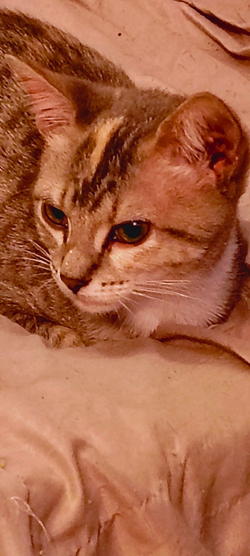 Missy Craft is registered to the contest to win money with this photo: cat, tabby, close_up, resting, fur, whiskers, ears, face, pet, animal, indoor, beige, fabric, texture, cute, domestic, mammal, feline, relaxed, portrait