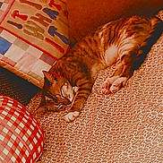 Missy Craft joined the competition — help win amazing prizes! cat, tabby, sleeping, bedspread, pillow, patterned, colorful, textile, home, cozy, resting, pet, feline, indoor, soft, relaxed, fabric, decor, cushion, animal