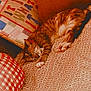 cat, tabby, sleeping, bedspread, pillow, patterned, colorful, textile, home, cozy, resting, pet, feline, indoor, soft, relaxed, fabric, decor, cushion, animal