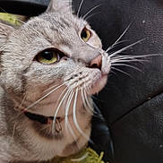 Missy Craft is registered to the contest to win money with this photo: animal, black_surface, cat, close_up, collar, curious, domestic_cat, ear, feline, fur, green_background, indoor, muzzle, pet, portrait, resting, soft_light, texture, whiskers, yellow_eyes