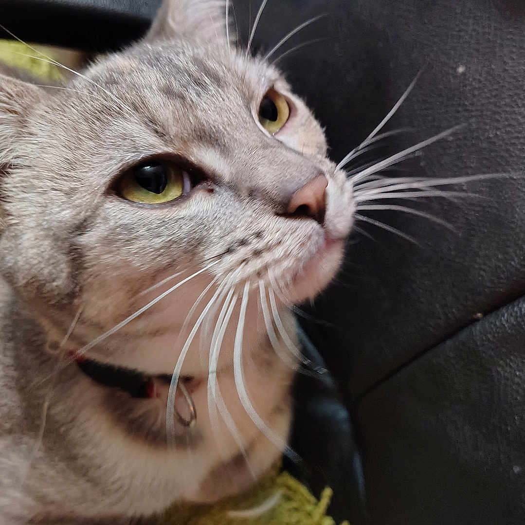 Missy Craft is registered to the contest to win money with this photo: animal, black_surface, cat, close_up, collar, curious, domestic_cat, ear, feline, fur, green_background, indoor, muzzle, pet, portrait, resting, soft_light, texture, whiskers, yellow_eyes