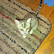 Missy Craft joined the competition — help win amazing prizes! animal, blue_fly_swatter, casual, cat, close_up, curious, domestic, flooring, footwear, furniture_leg, green_eyes, home, indoor, looking_up, pet, rug, sneaker, tabby_cat, water_container, wooden_floor