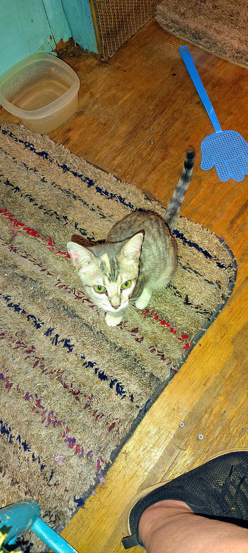 Missy Craft joined the competition — help win amazing prizes! animal, blue_fly_swatter, casual, cat, close_up, curious, domestic, flooring, footwear, furniture_leg, green_eyes, home, indoor, looking_up, pet, rug, sneaker, tabby_cat, water_container, wooden_floor