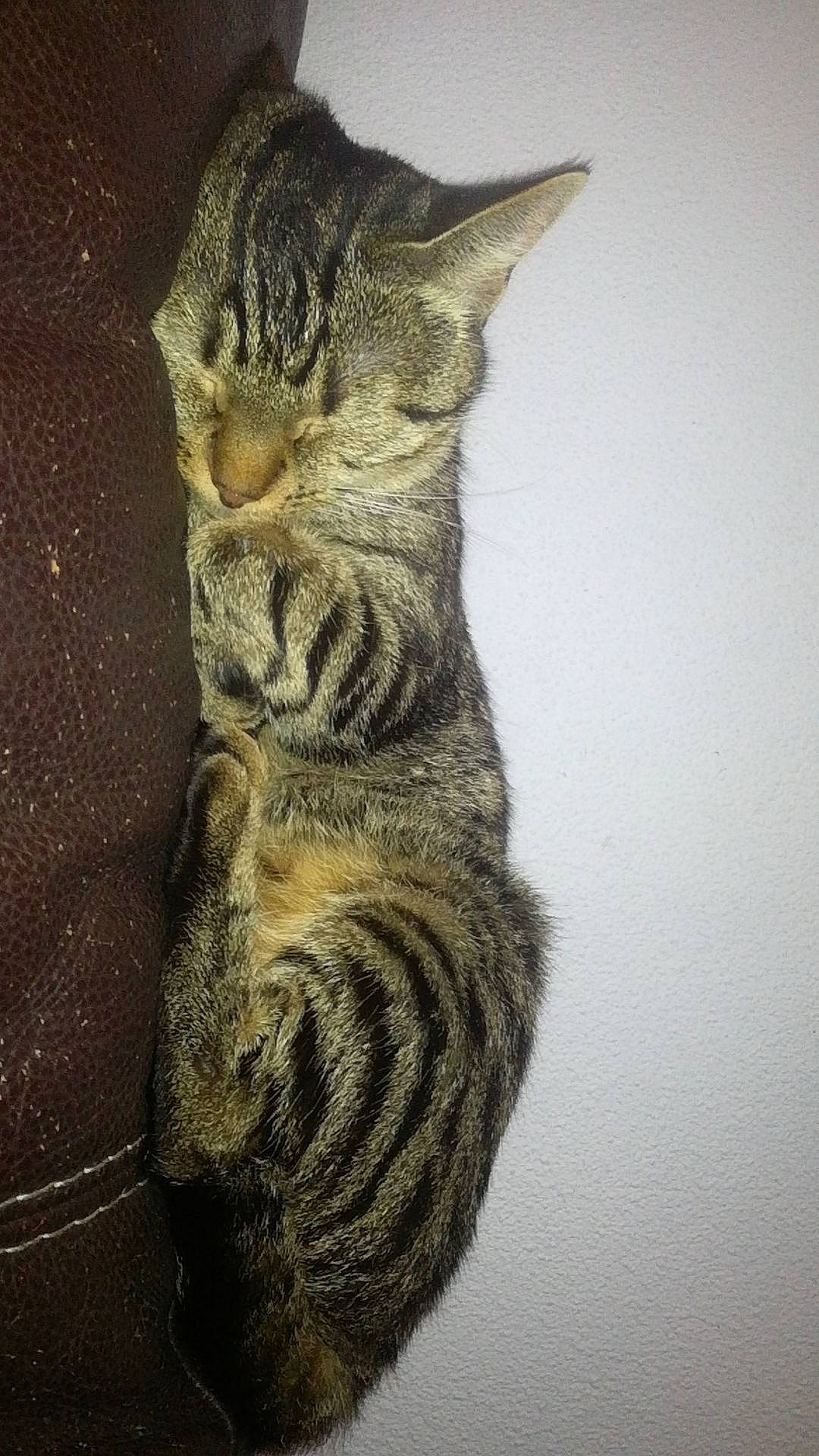 Jennah a rejoint le concours — aidez-le/la à gagner de superbes lots ! art, artifact, carnivore, cat, claw, domestic_short_haired_cat, felidae, fur, gesture, paw, small_to_medium_sized_cats, snout, tail, terrestrial_animal, tree, whiskers, window