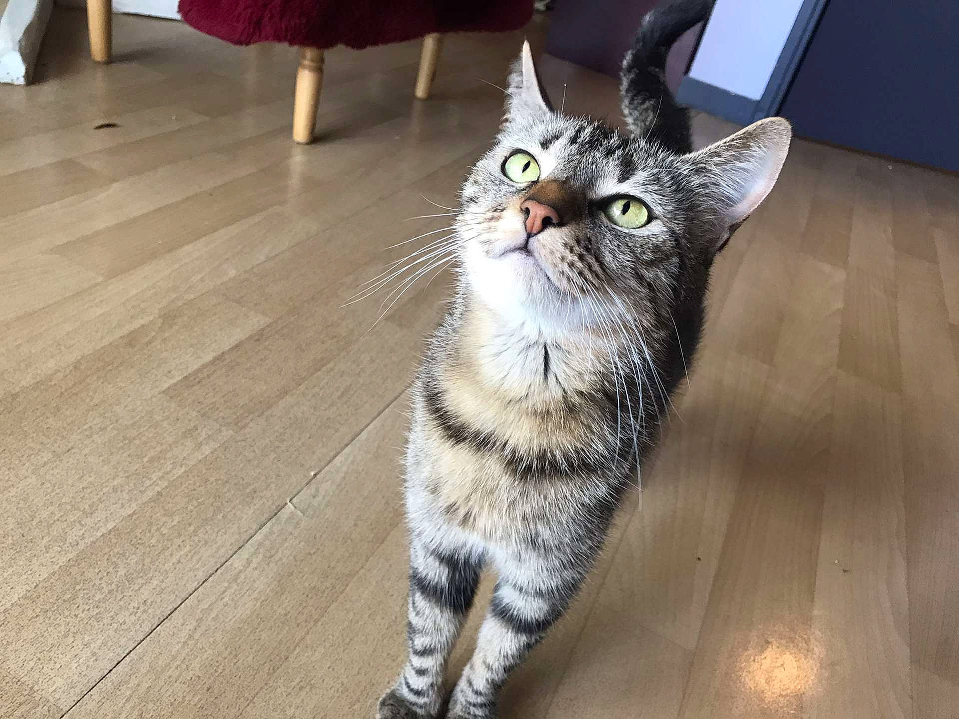 Jennah participe au concours pour gagner de l'argent avec cette photo : carnivore, cat, domestic_short_haired_cat, felidae, floor, flooring, fur, grey, hardwood, laminate_flooring, paw, small_to_medium_sized_cats, snout, tail, terrestrial_animal, varnish, whiskers, wood, wood_flooring, wood_stain