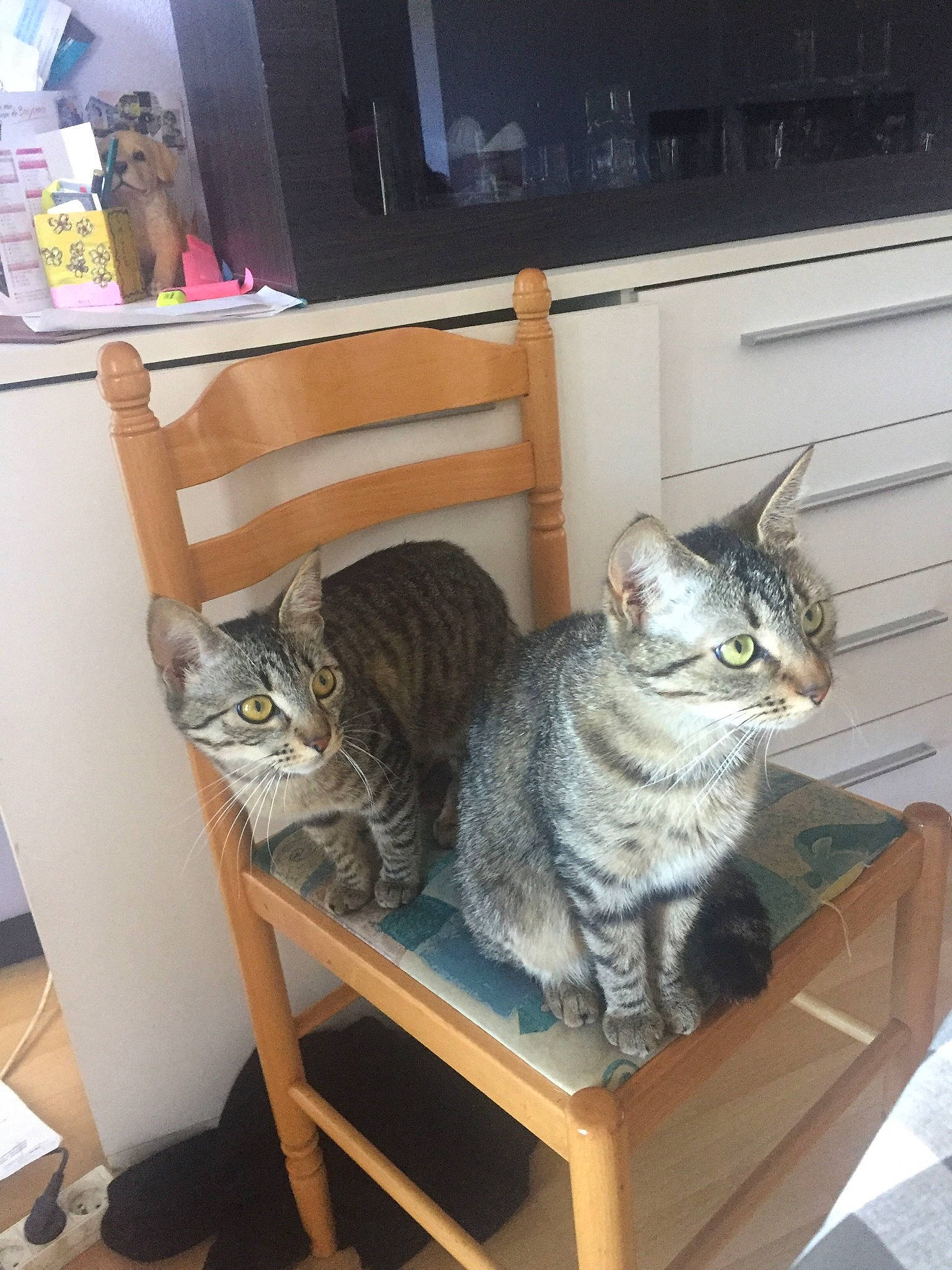 Jennah a rejoint le concours — aidez-le/la à gagner de superbes lots ! carnivore, cat, chair, comfort, domestic_short_haired_cat, felidae, flooring, fur, grey, hardwood, home_appliance, mammal, room, shelf, small_to_medium_sized_cats, tail, television, vertebrate, whiskers, wood