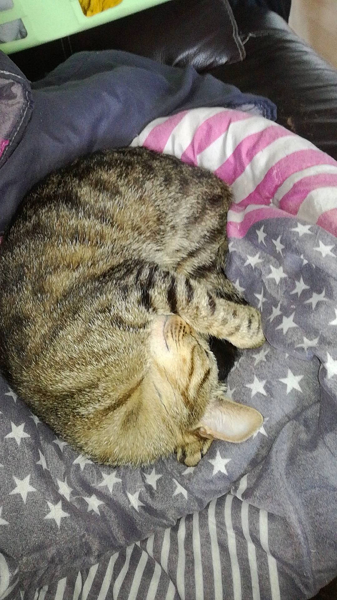 Jennah a rejoint le concours — aidez-le/la à gagner de superbes lots ! carnivore, cat, cat_bed, claw, comfort, domestic_short_haired_cat, felidae, fur, grey, nap, paw, sleep, small_to_medium_sized_cats, snout, tail, terrestrial_animal, whiskers, wildlife