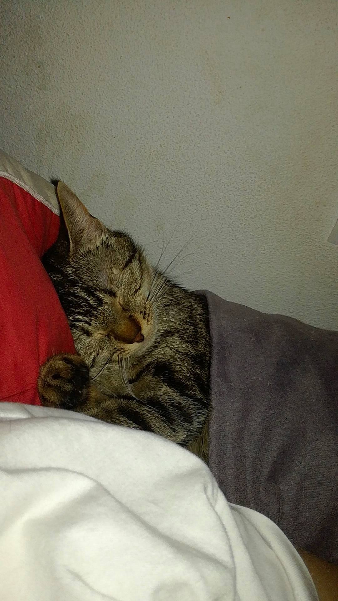 Jennah participe au concours pour gagner de l'argent avec cette photo : bed, bedding, carnivore, cat, claw, comfort, domestic_short_haired_cat, felidae, fur, linens, nap, paw, room, sitting, sleep, small_to_medium_sized_cats, snout, terrestrial_animal, whiskers