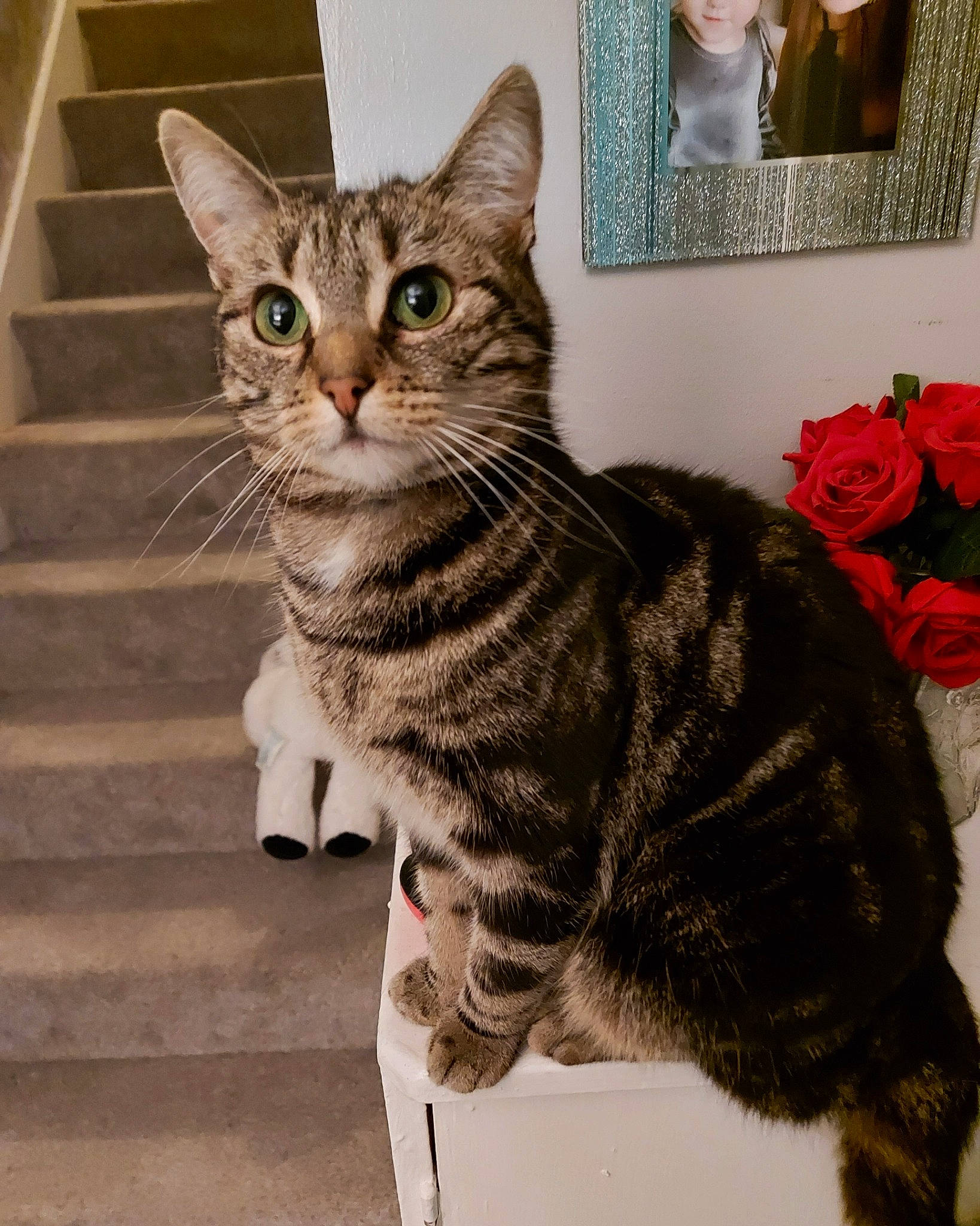 Dory is registered to the contest to win money with this photo: art, carnivore, cat, domestic_short_haired_cat, felidae, flower, fur, paw, petal, picture_frame, plant, rose, rose_family, rose_order, small_to_medium_sized_cats, snout, tail, terrestrial_animal, whiskers, window