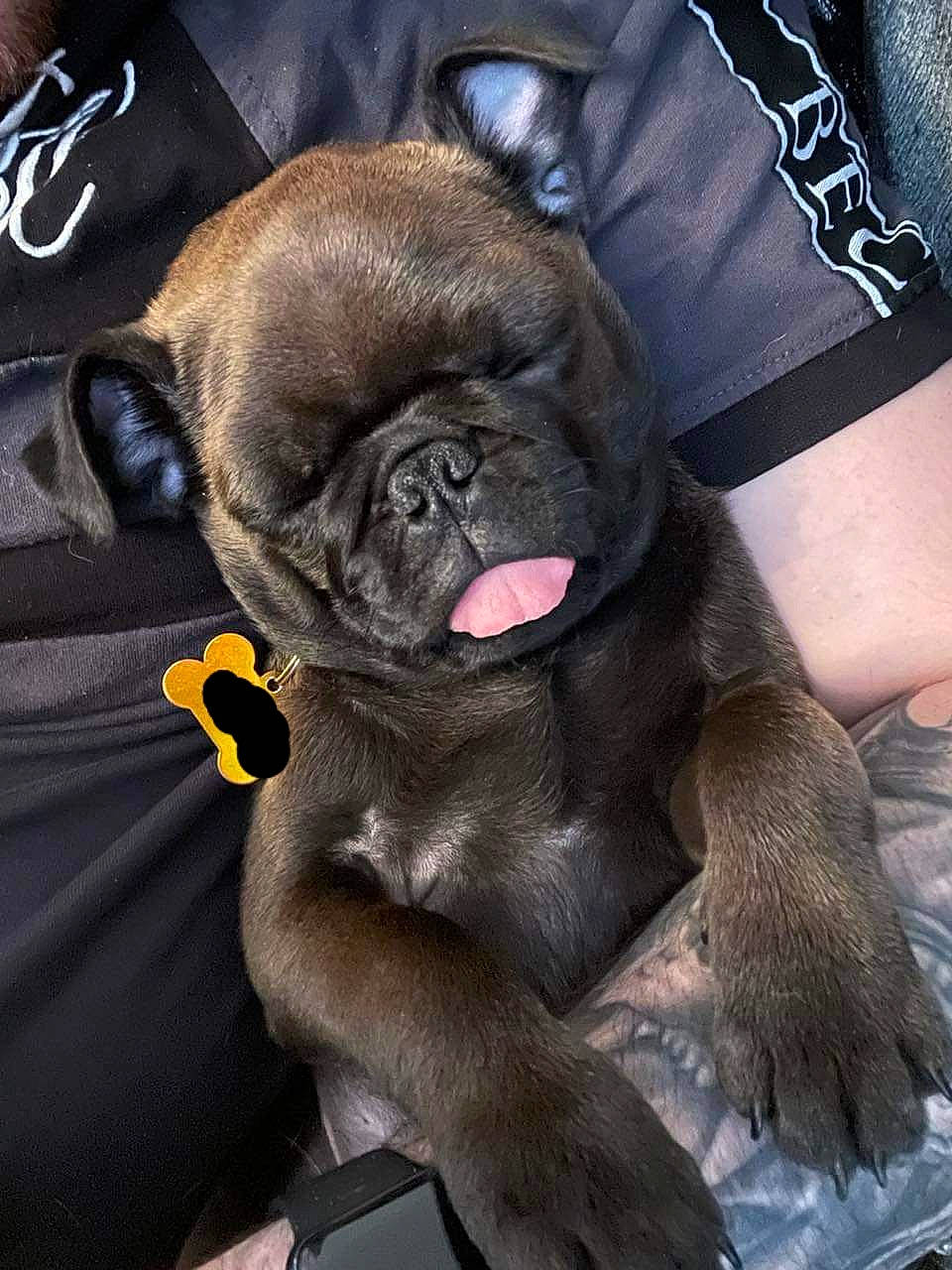 Norman is registered to the contest to win money with this photo: bulldog, canidae, carnivore, comfort, companion_dog, dog, dog_breed, fawn, foot, fur, liver, pug, puppy, snout, sporting_group, terrestrial_animal, toy_dog, whiskers, working_animal, wrinkle