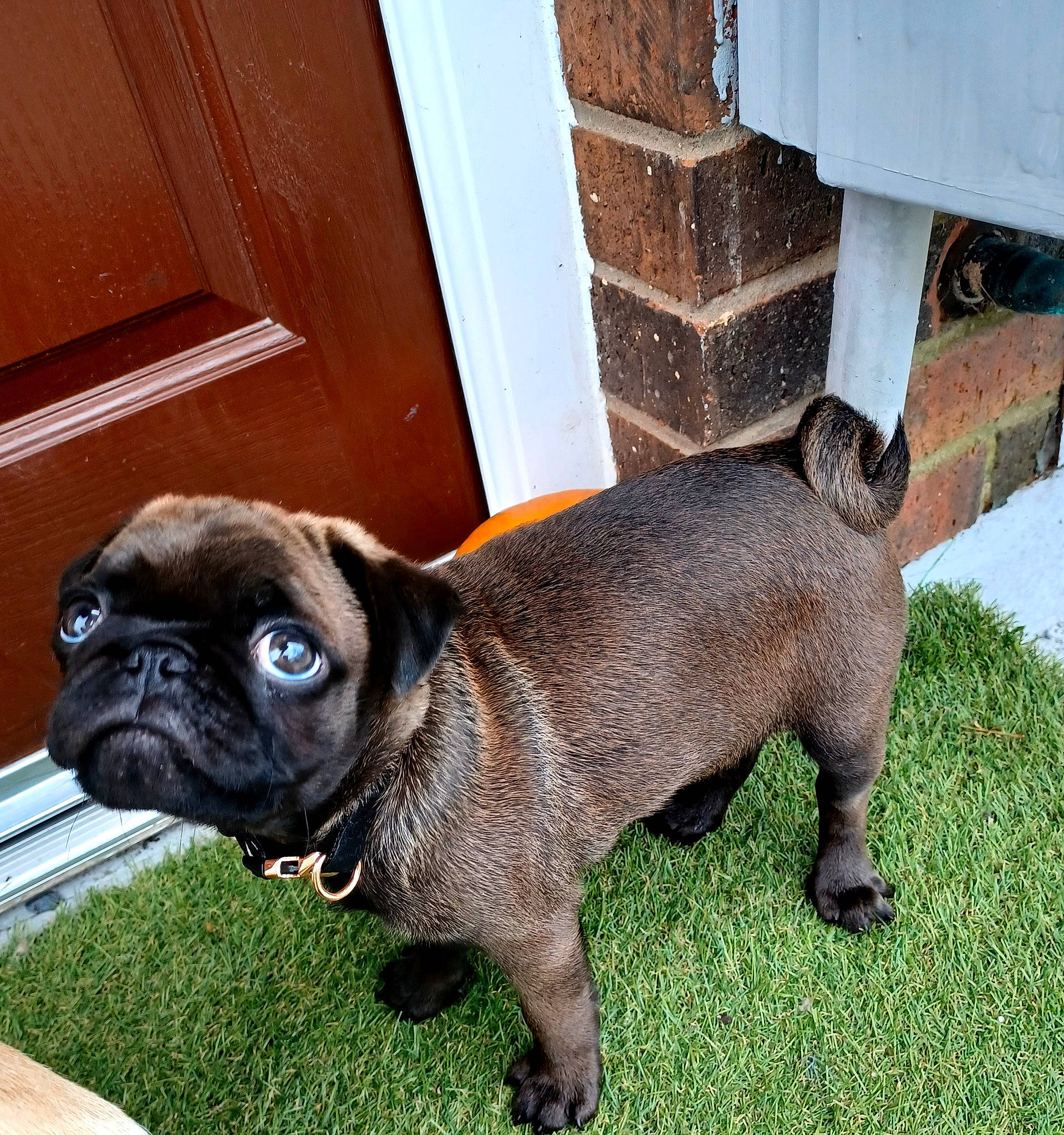 Norman joined the competition — help win amazing prizes! canidae, carnivore, collar, companion_dog, dog, dog_breed, dog_collar, door, fawn, grass, non_sporting_group, plant, pug, snout, sporting_group, tail, toy_dog, whiskers, working_animal, wrinkle