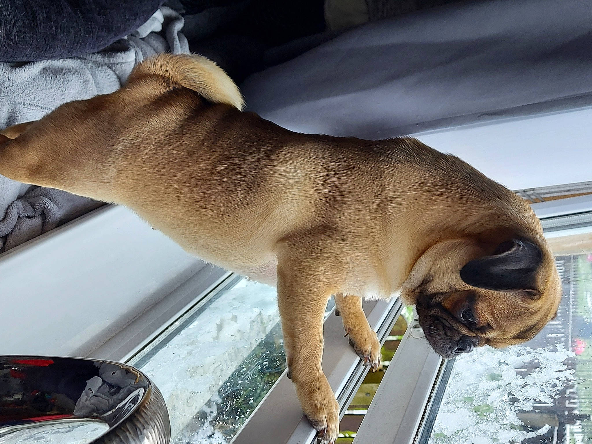 Penny-skye is registered to the contest to win money with this photo: claw, dog_breed, elbow, fawn, felidae, fur, human_leg, small_to_medium_sized_cats, snout, tail, terrestrial_animal, whiskers, wildlife, windshield, wing, wood, working_animal