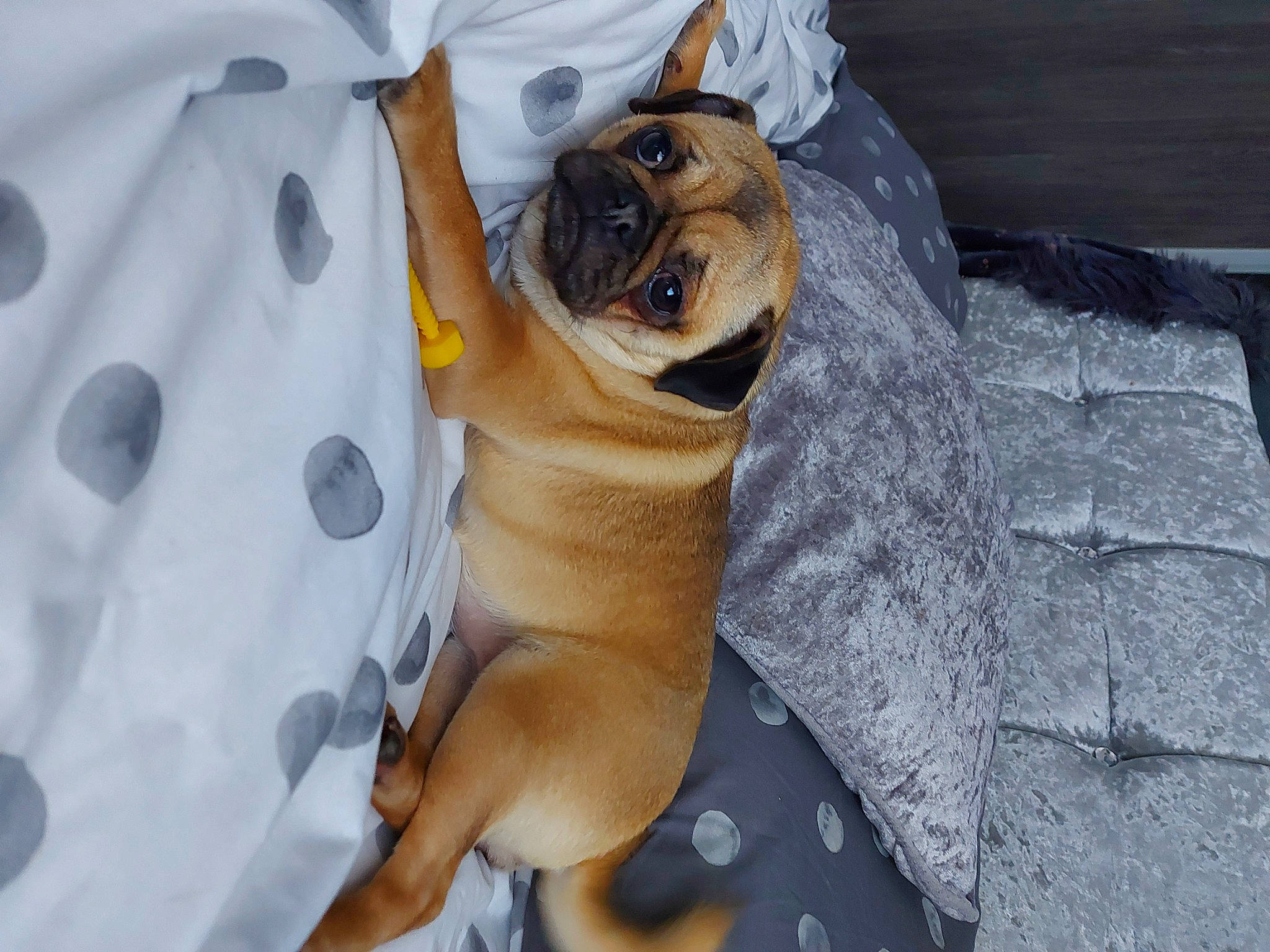 Penny-skye joined the competition — help win amazing prizes! canidae, carnivore, comfort, companion_dog, dog, dog_breed, eyewear, fawn, felidae, glasses, linens, pug, snout, sporting_group, tail, toy_dog, whiskers, white, working_animal, wrinkle