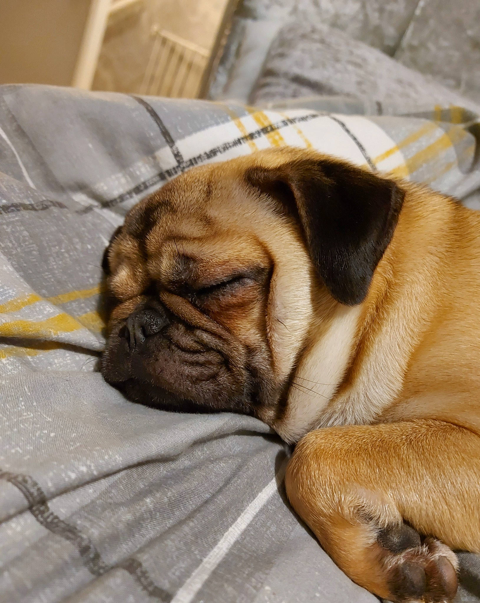 Penny-skye joined the competition — help win amazing prizes! bulldog, canidae, carnivore, comfort, companion_dog, dog, dog_breed, fawn, fur, molosser, nap, pug, snout, sporting_group, terrestrial_animal, toy_dog, whiskers, wood, working_animal, wrinkle