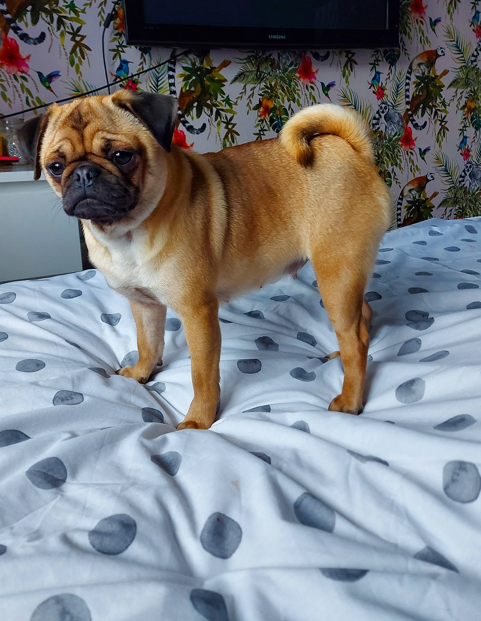 Penny-skye is registered to the contest to win money with this photo: canidae, carnivore, comfort, companion_dog, dog, dog_breed, fawn, flowerpot, houseplant, plant, pug, snout, sporting_group, tail, terrestrial_animal, tree, whiskers, window, working_animal, wrinkle