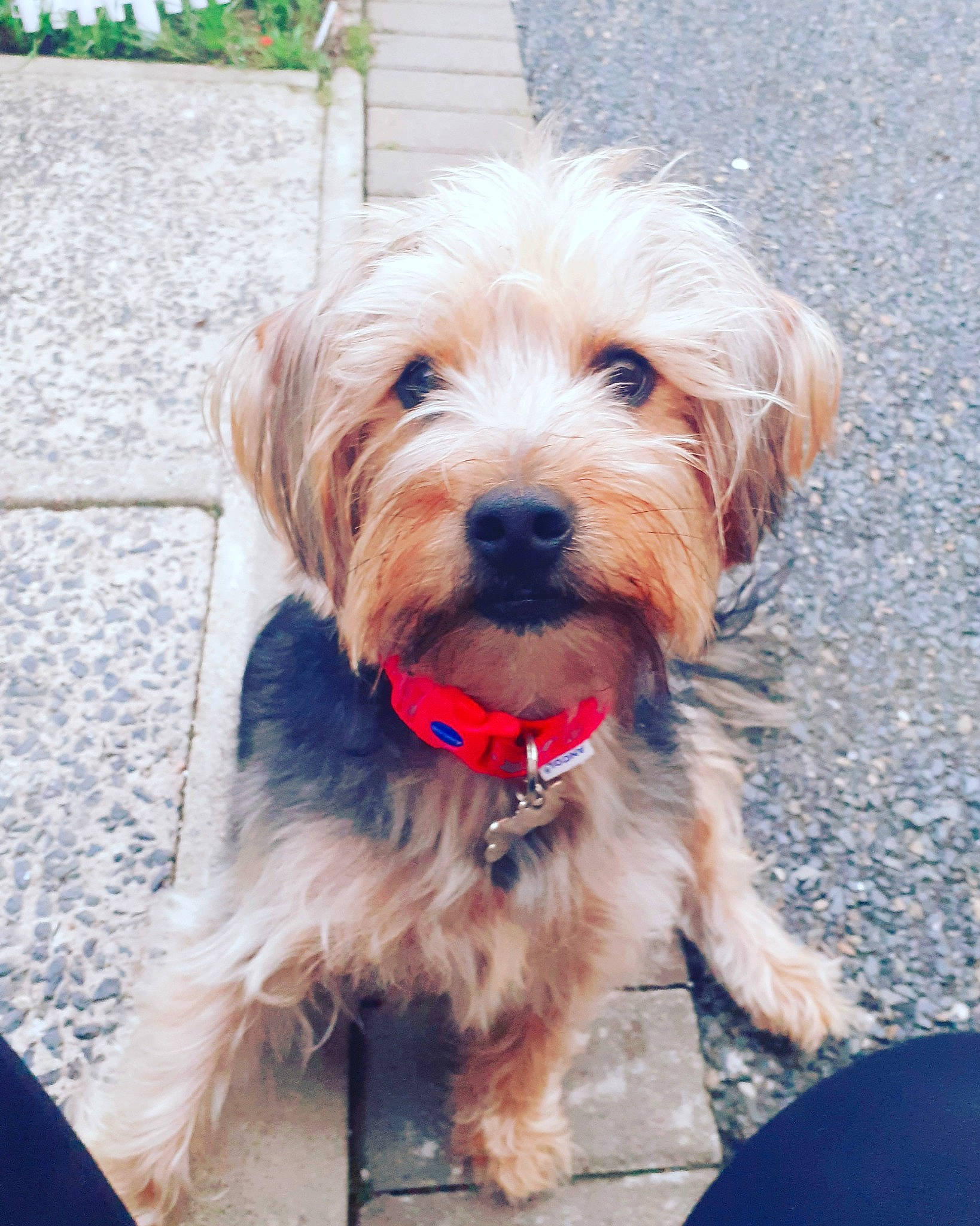 Marley is registered to the contest to win money with this photo: asphalt, biewer_terrier, canidae, carnivore, collar, companion_dog, dog, dog_breed, dog_collar, dog_supply, fur, leash, liver, maltepoo, small_terrier, snout, terrier, toy_dog, working_animal, yorkipoo