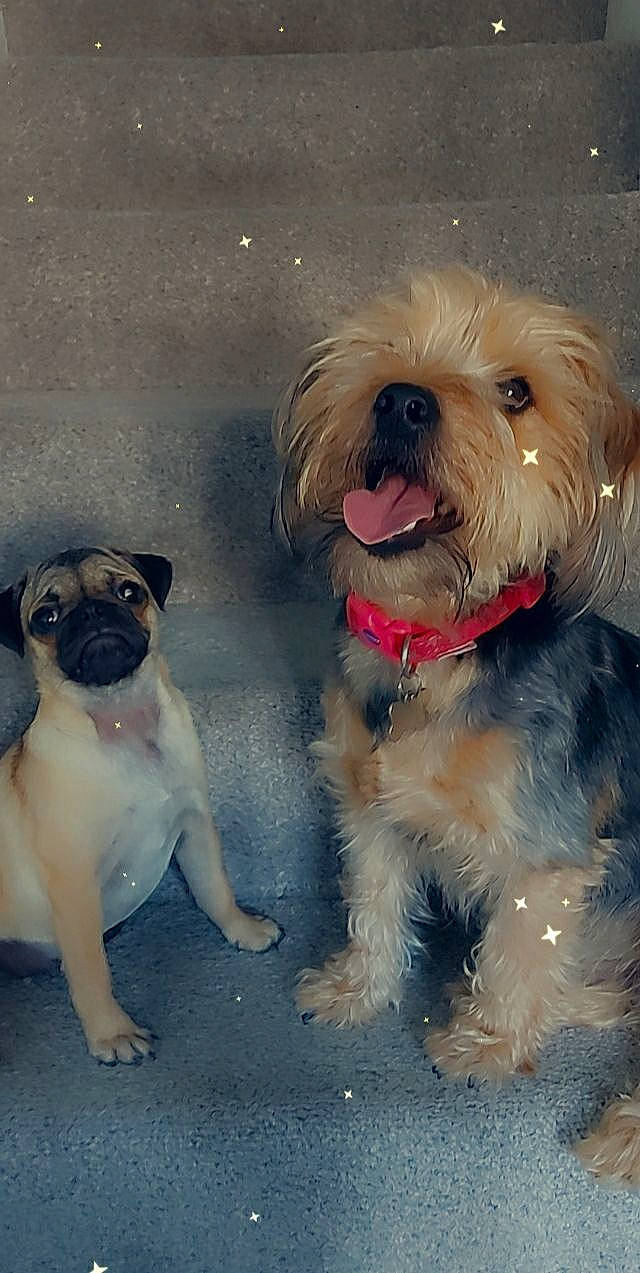 Marley joined the competition — help win amazing prizes! canidae, carnivore, companion_dog, dog, dog_breed, dog_clothes, dog_collar, dog_supply, eyewear, fawn, fur, paw, pug, puppy_love, small_terrier, snout, sporting_group, terrier, toy_dog, working_animal