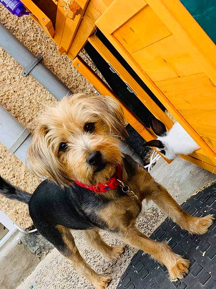 Marley is registered to the contest to win money with this photo: carnivore, collar, companion_dog, dog, dog_breed, dog_collar, dog_supply, fawn, flooring, leash, pet_supply, road_surface, sidewalk, small_terrier, snout, terrier, toy_dog, wood, working_animal, working_terrier