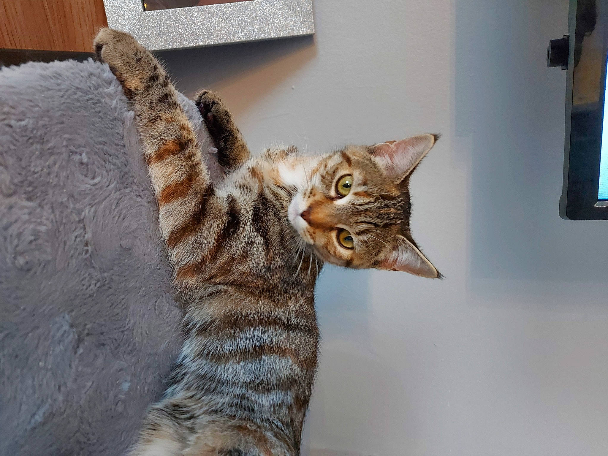 Squirrel is registered to the contest to win money with this photo: carnivore, cat, claw, comfort, domestic_short_haired_cat, door, felidae, foot, fur, paw, room, small_to_medium_sized_cats, snout, tail, terrestrial_animal, vertebrate, whiskers, wood